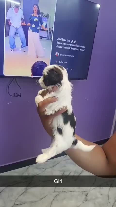 Shih Tzu | Black Color, farm video
