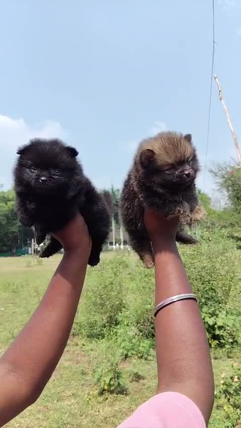 Pomeranian Puppy, farm video