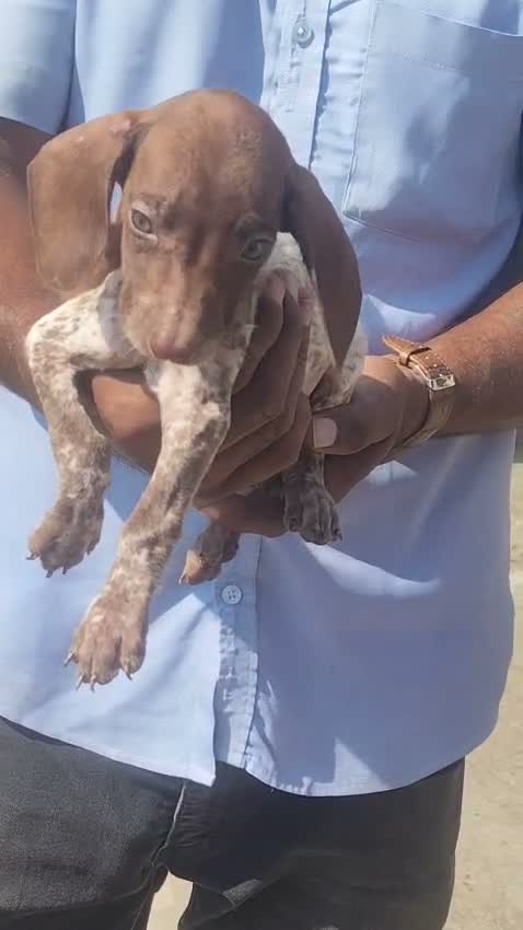 Pointer Puppy, farm video