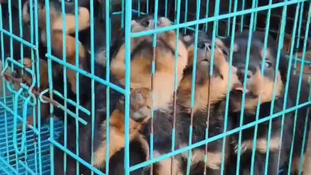 Rottweiler Puppy, farm video