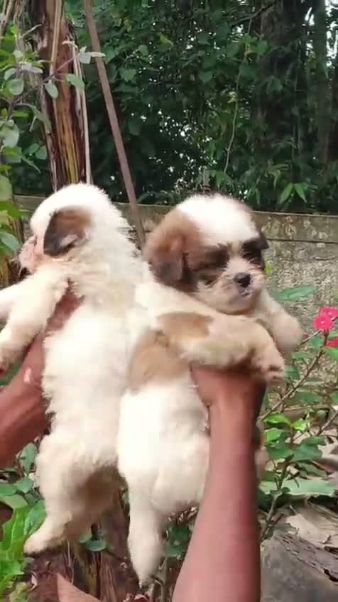 Shih Tzu | Black Color, farm video
