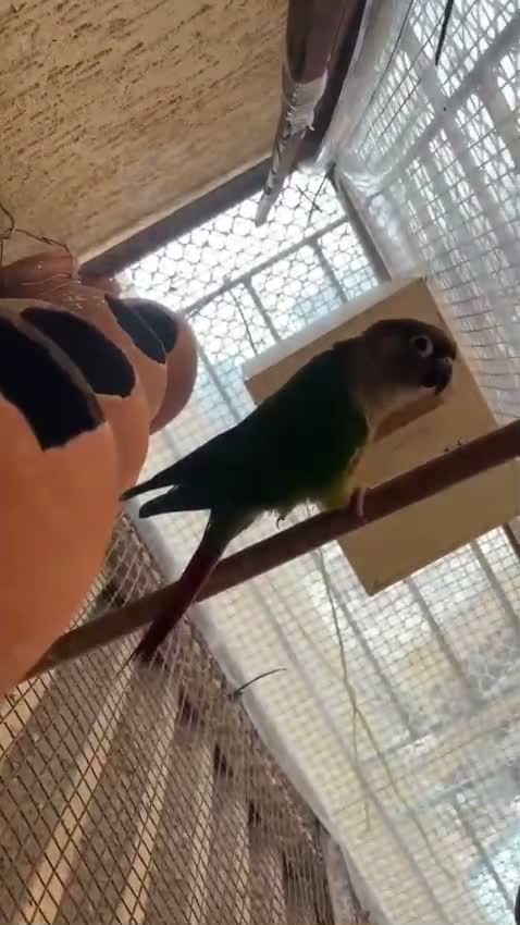 Small Cheek Conure, farm video
