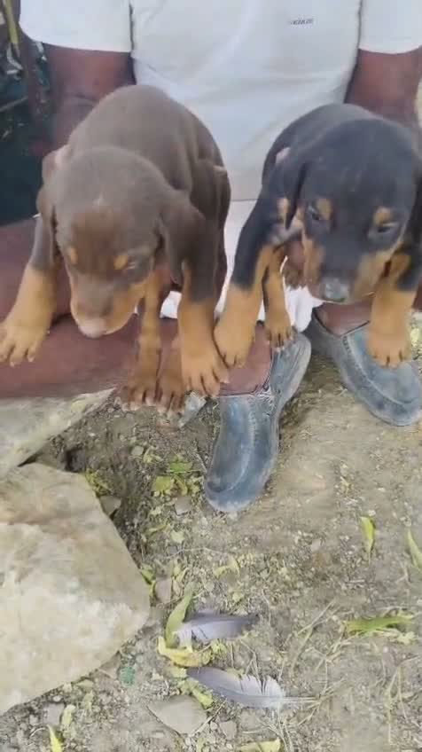 European Doberman Puppy, farm video