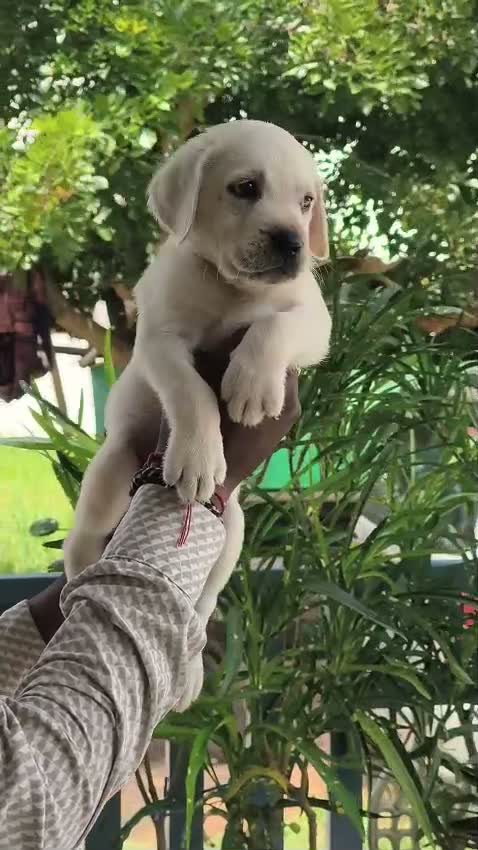 Beagle Black & Tan Puppy, farm video