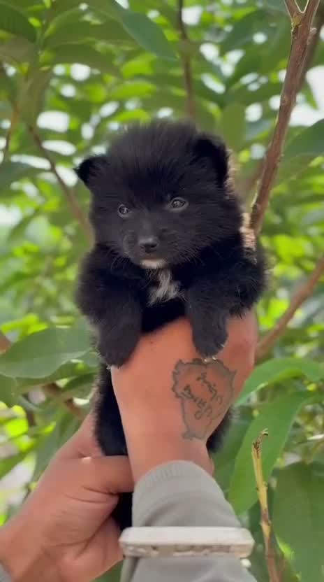 Culture Toy Pom Puppy, farm video