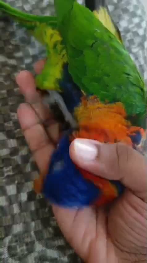 Chattering Lorikeet, farm video