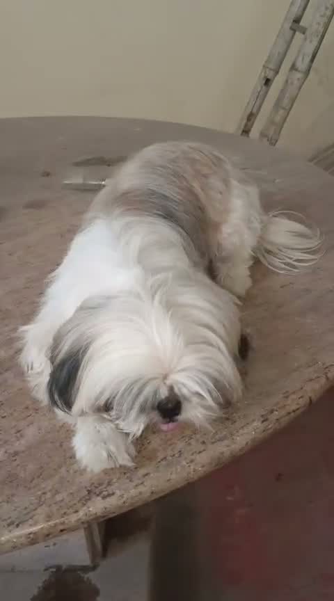 Shih Tzu | Black Color, farm video