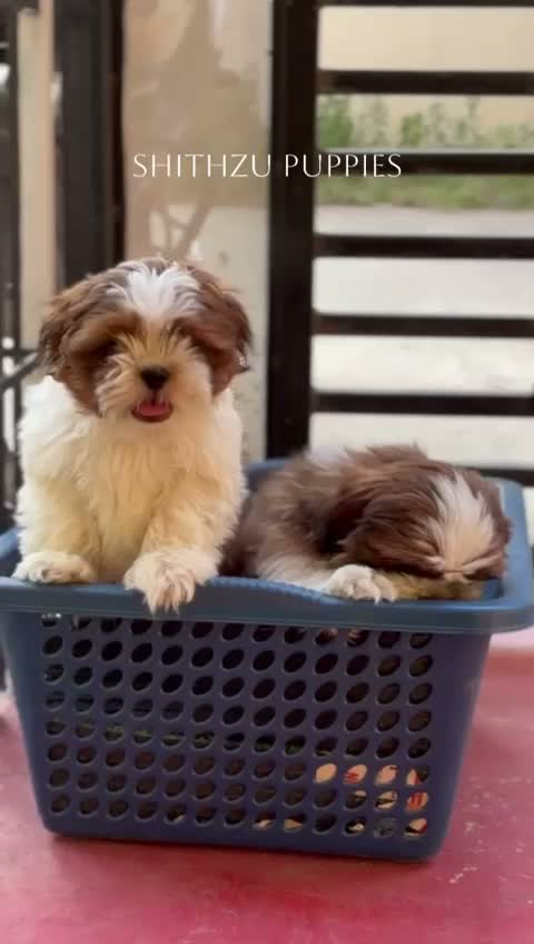 Shih Tzu | Black Color, farm video