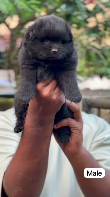 Pomeranian Puppy, farm video