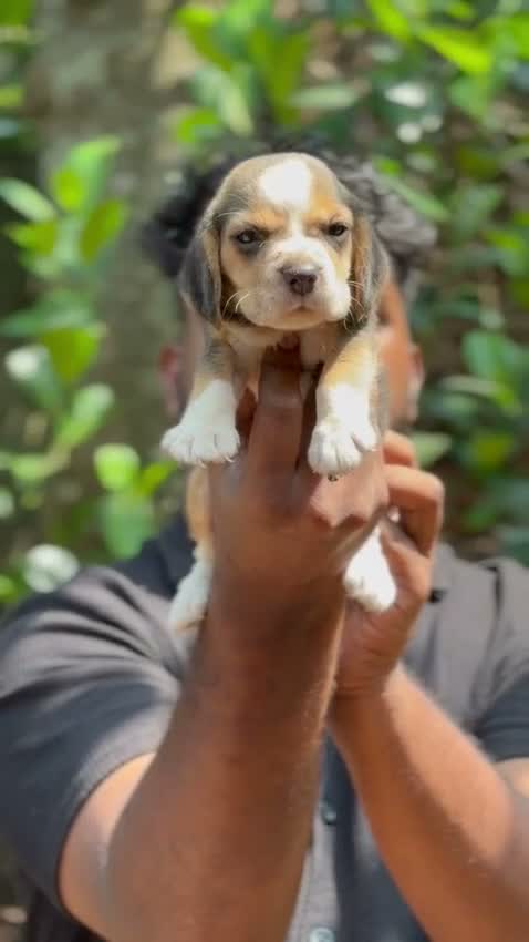 Beagle Black & Tan Puppy, farm video