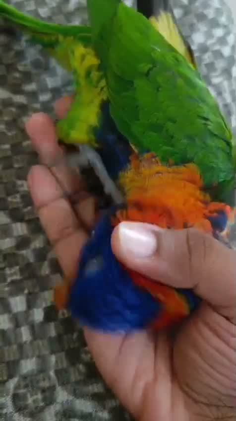 Chattering Lorikeet, farm video