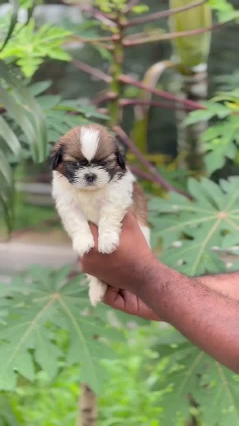 Shih Tzu | Black Color, farm video