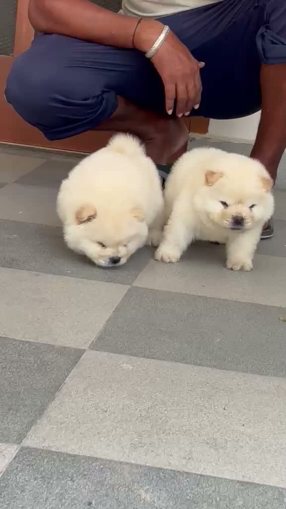 Chow Chow Puppies, farm video