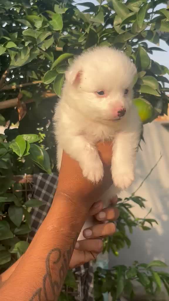 Pomeranian Puppy, farm video