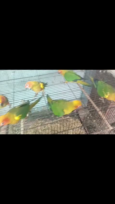 Small Cheek Conure, farm video