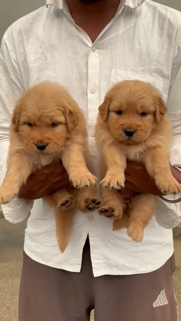 Golden Retriever, farm video