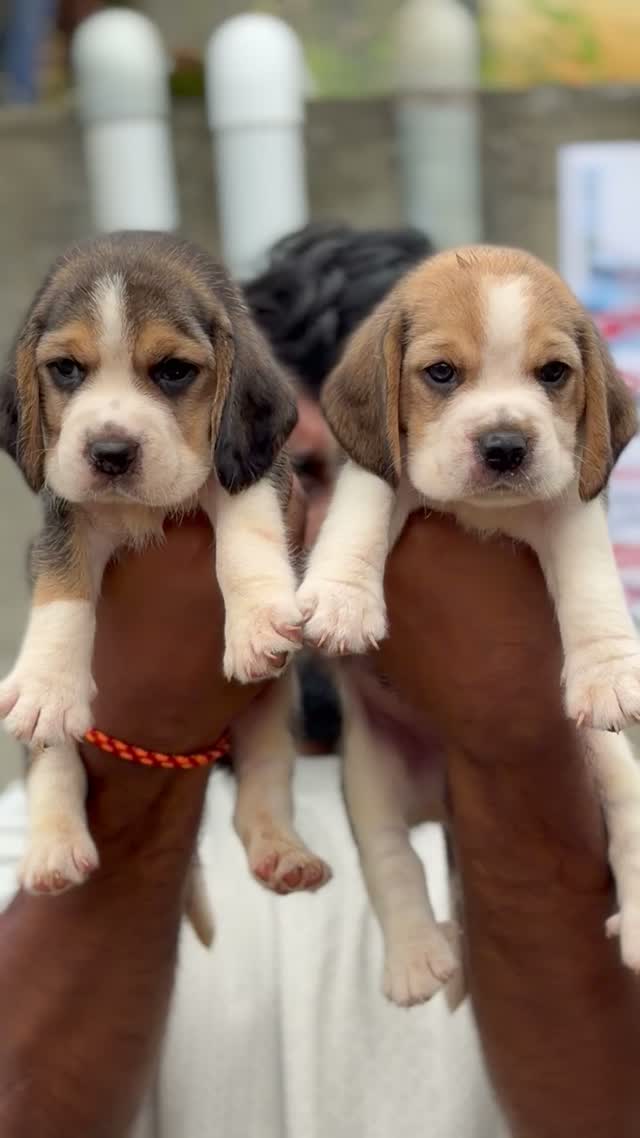 Beagle Black & Tan Puppy, farm video