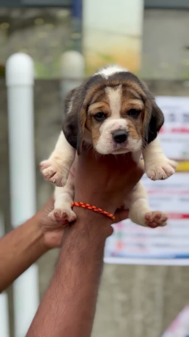 Beagle Black & Tan Puppy, farm video