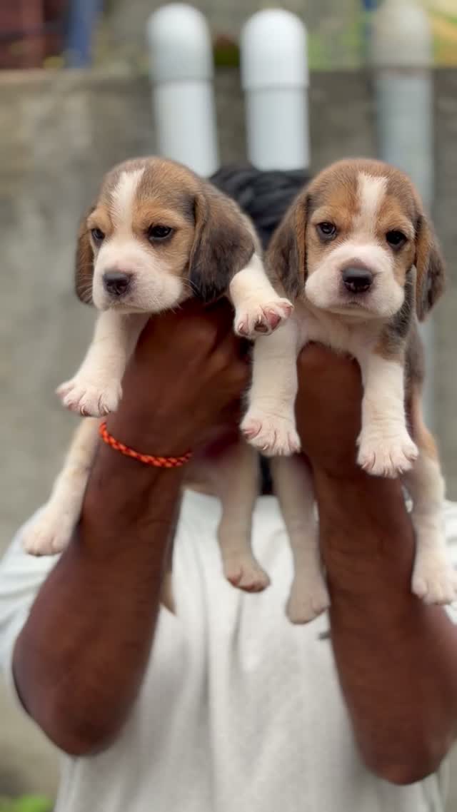 Beagle Black & Tan Puppy, farm video