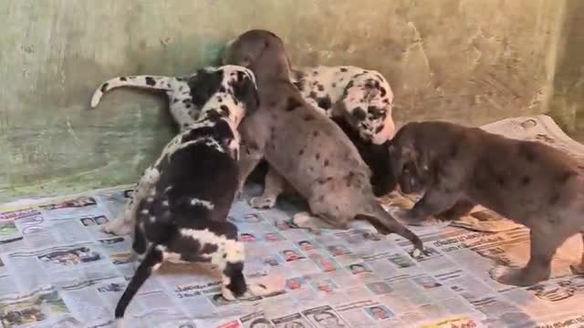 Great Dane Puppy, farm video