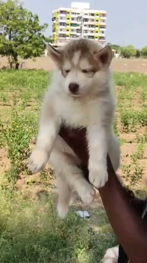 Siberian Husky Puppy | Black & White Color, farm video