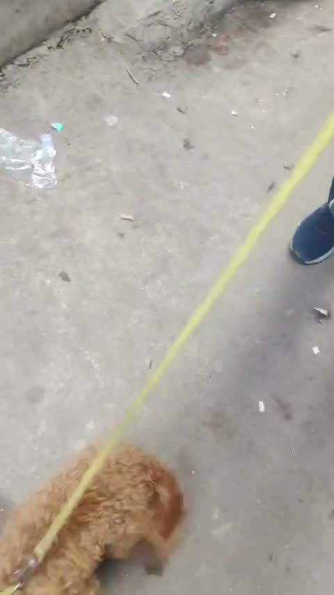 Toy Poodle Puppy, farm video
