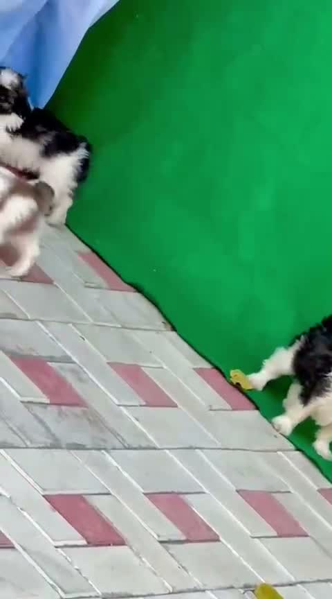 Shih Tzu | Black Color, farm video