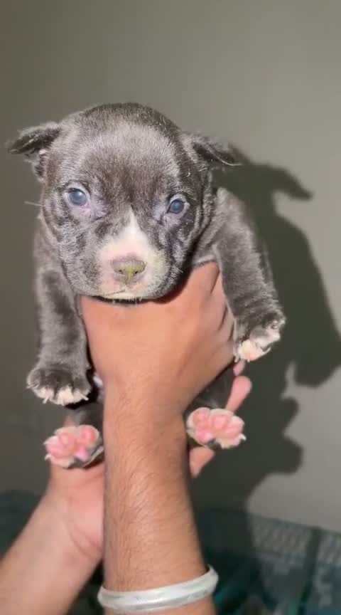 American Bully Pocket Size Puppy, farm video