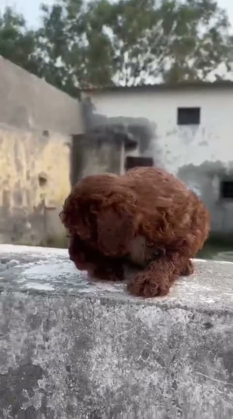 Toy Poodle Puppy, farm video