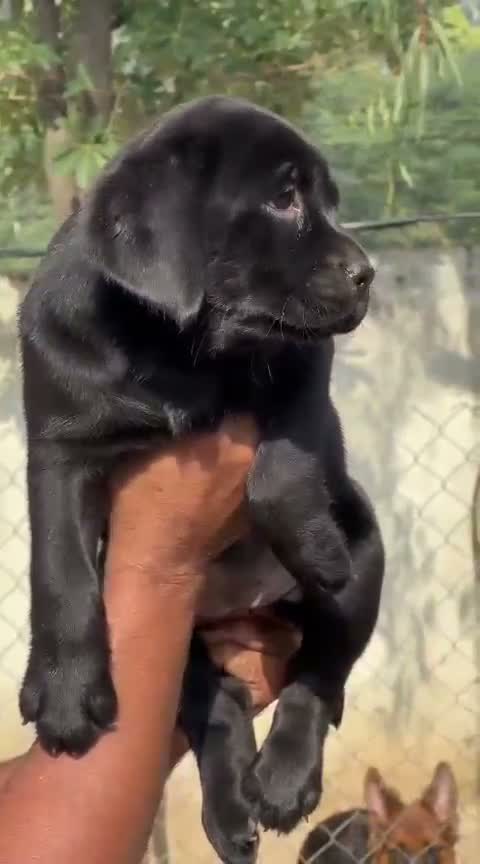 Beagle Black & Tan Puppy, farm video
