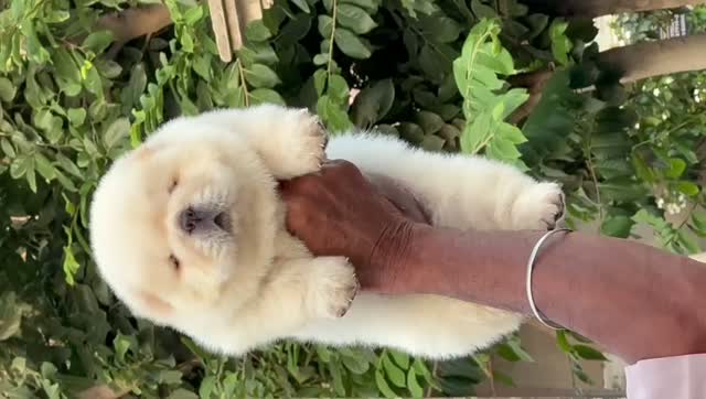 Chow Chow Puppies, farm video