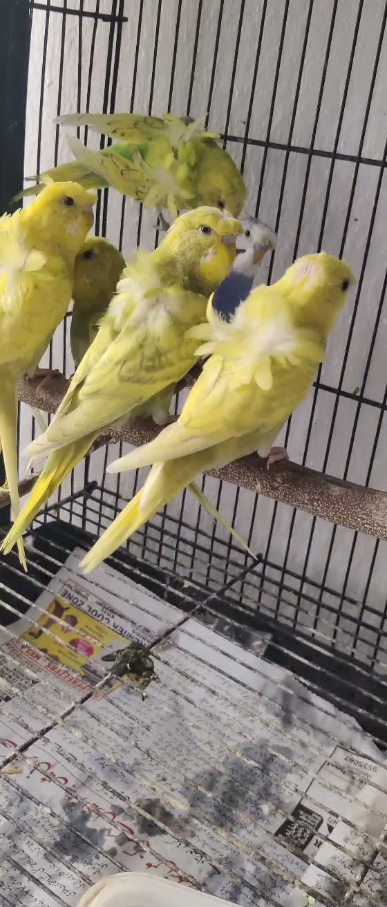 Hogoromo Budgies, farm video