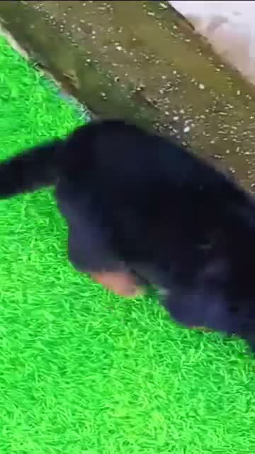 German Shepherd Puppy, farm video