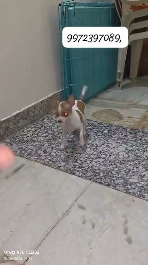 Chihuahua Puppy, farm video