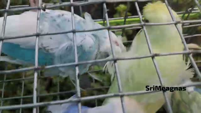 Helicopter Budgies, farm video