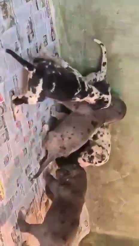 Great Dane Puppy, farm video