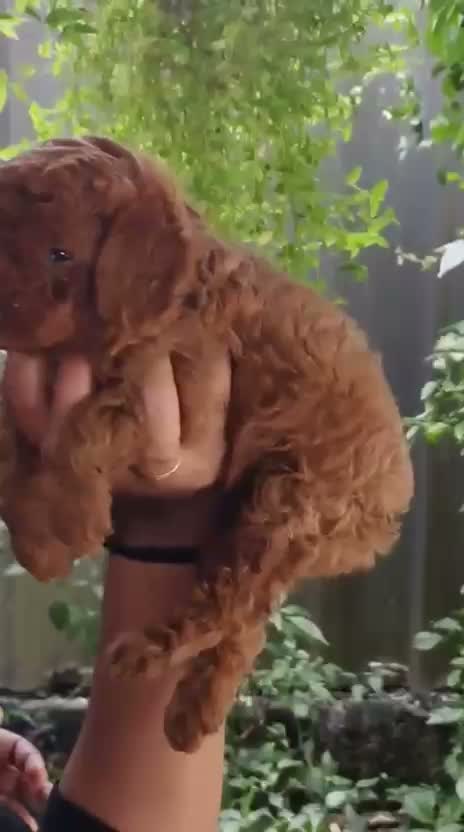 Standard Poodle Puppy, farm video
