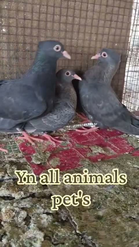 Rat, farm video