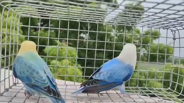 Blue Sided | Turquoise Conure, farm video