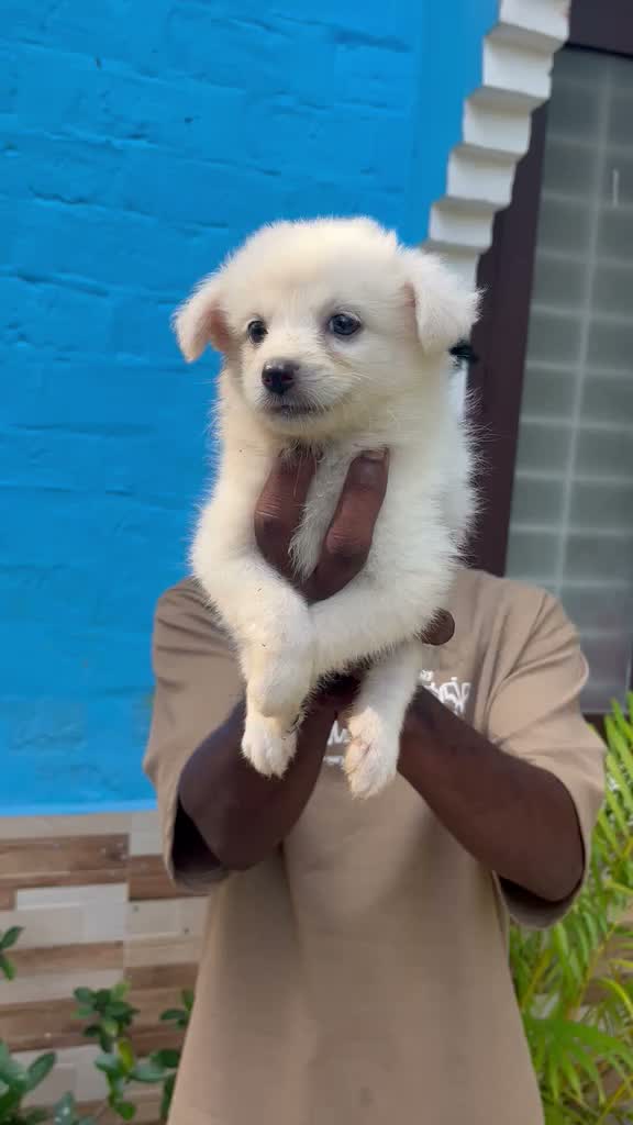 Pomeranian Puppy, farm video