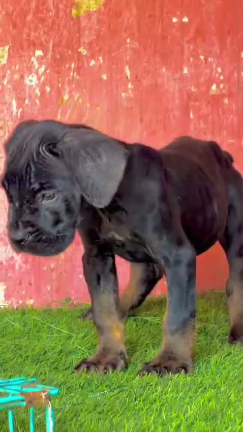 Cane Corso Puppy, farm video