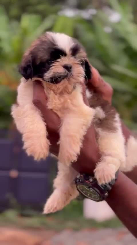 Shih Tzu | Black Color, farm video