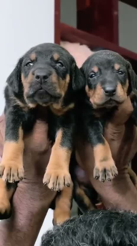Doberman Pinscher Puppy, farm video