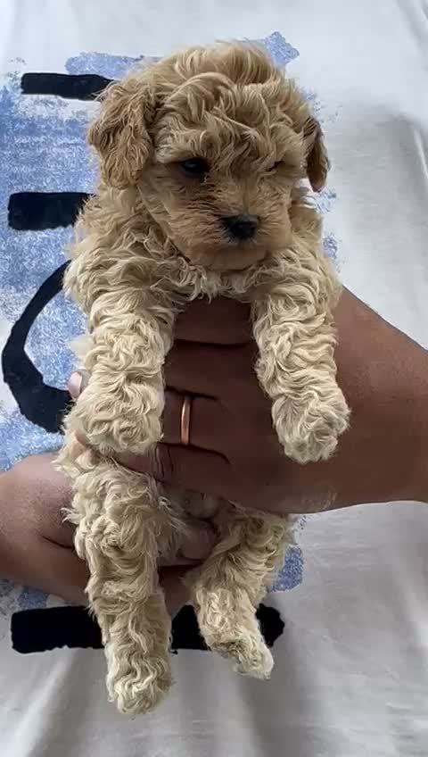 Standard Poodle Puppy, farm video