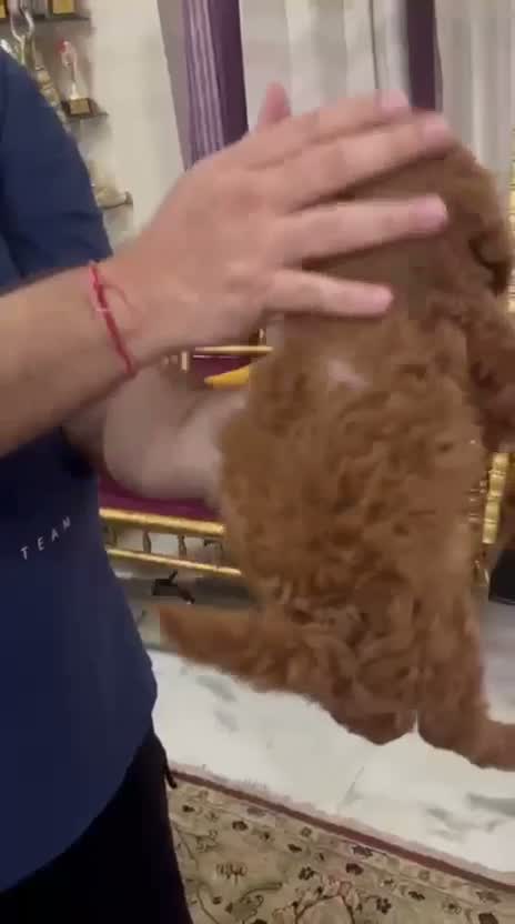 Standard Poodle Puppy, farm video