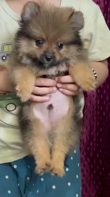 Pomeranian Puppy, farm video