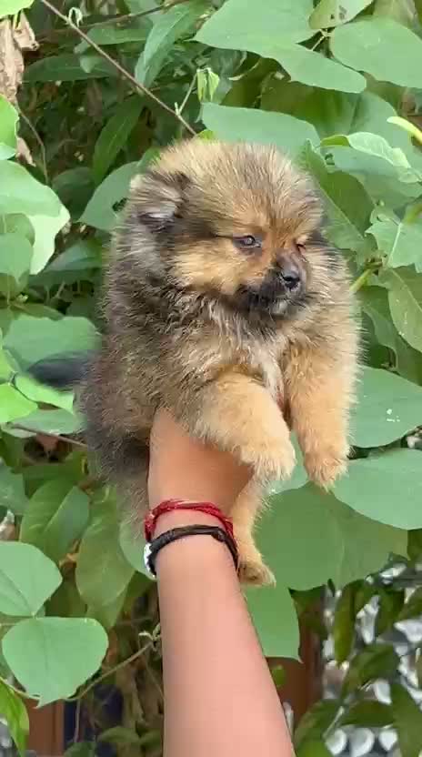 Pomeranian Puppy, farm video
