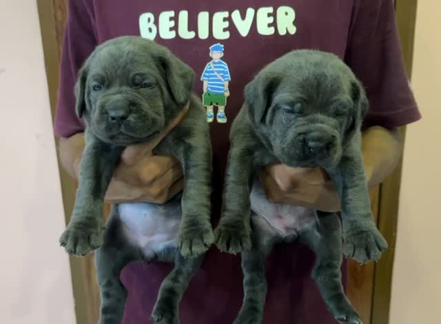Cane Corso Puppy, farm video