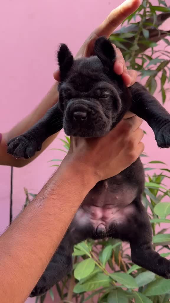 Cane Corso Puppy, farm video