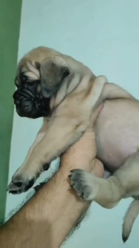 Bull Terrier Puppy, farm video